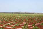 mar menor cultures qui resistent contre immobilier 7052
