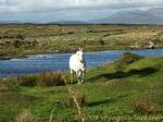 Connemara Irlanda