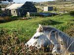 Connemara Irlanda