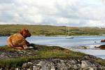 Connemara Irlanda