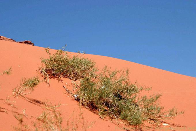 Wadi Rum 535