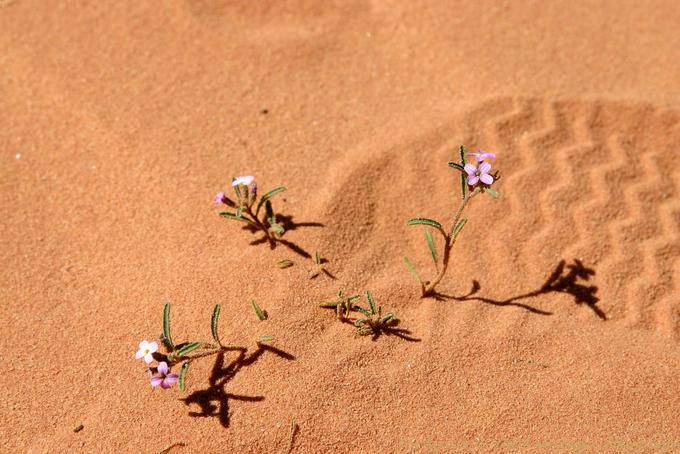 Wadi Rum 622