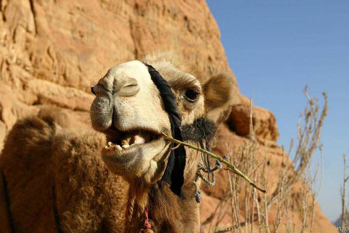 Wadi Rum 695
