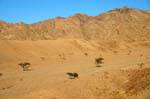 Aqaba 9382