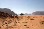 Wadi Rum 484