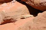 Wadi Rum desert 594