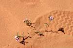 Wadi Rum 622