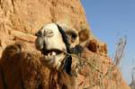 Wadi Rum desert 695