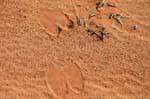 Wadi Rum desert 721
