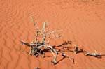 Wadi Rum desert 729