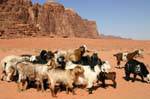 Wadi Rum 742