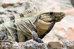 edzna_old iguane 15