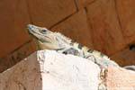 uxmal iguane au palais 2