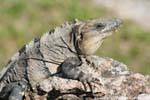 uxmal iguane couleur pierre 8