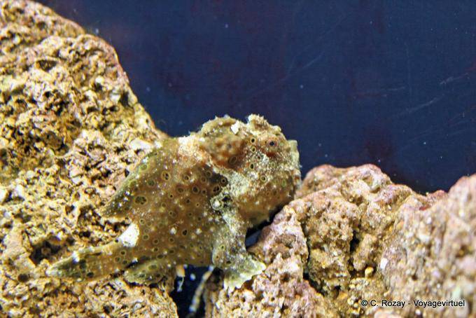 Poisson camouflé Oceanorium Lisboa 56
