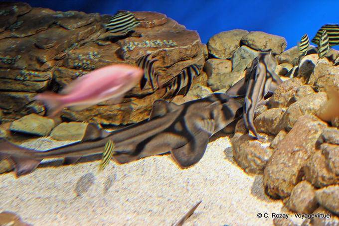 Camouflage peixe-bobo-de-faixa-negra Oceanorium Lisboa 60