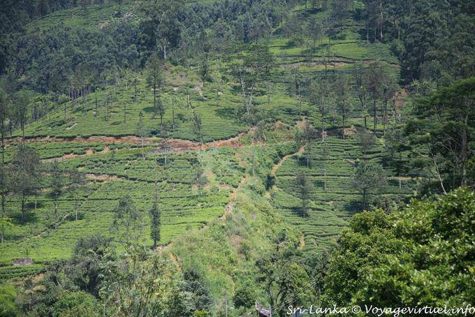 nuwara eliya road 14 Sri Lanka