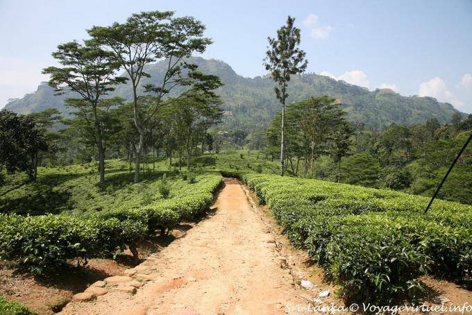 nuwara eliya road 4 Sri Lanka