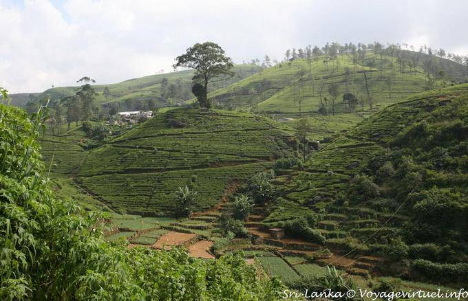 nuwara eliya road 63 Sri Lanka