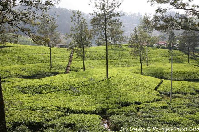 nuwara eliya road 72 Sri Lanka