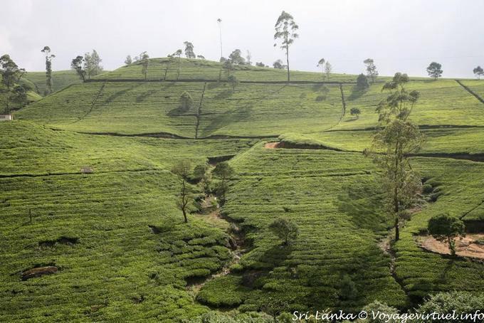 nuwara eliya road 83 Sri Lanka