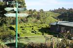 nuwara-eliya tea factory 9 Sri Lanka