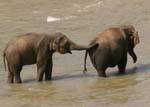 pinnawela elephants 129 Sri Lanka