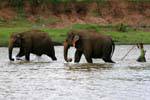 pinnawela elephants 146 Sri Lanka