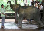 pinnawela elephants 23 Sri Lanka
