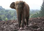 pinnawela elephants 40 Sri Lanka