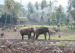 pinnawela elephants 46 Sri Lanka