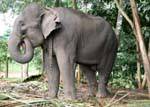 Elefant Pinnawela reserva