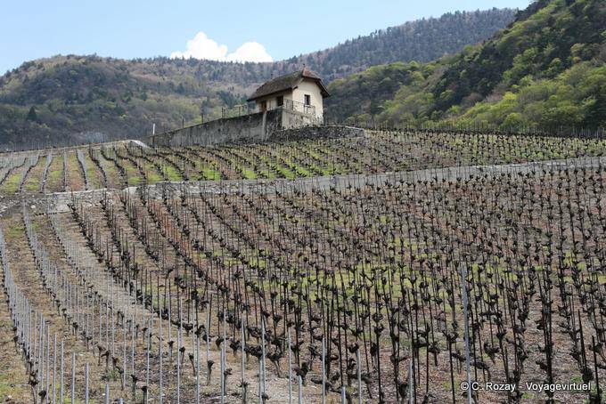 Vignes au repos Aigle Suiza 7