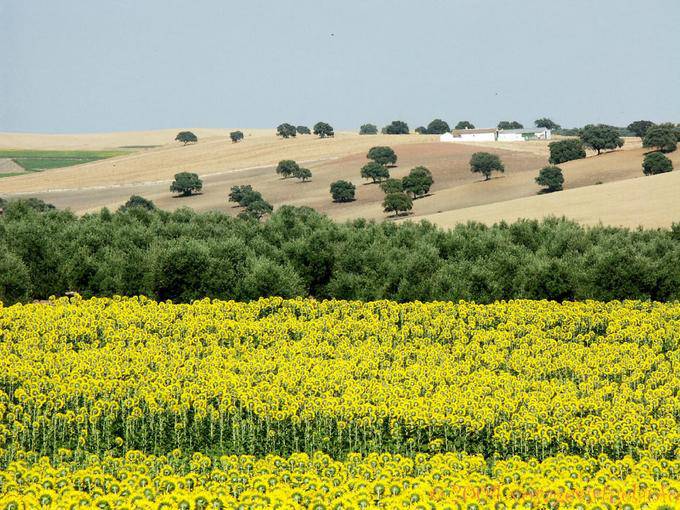 Paisaje andaluz, Almodóvar del Río - España