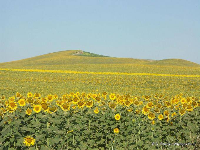 Girasoles, Carmona - España, Andalucia