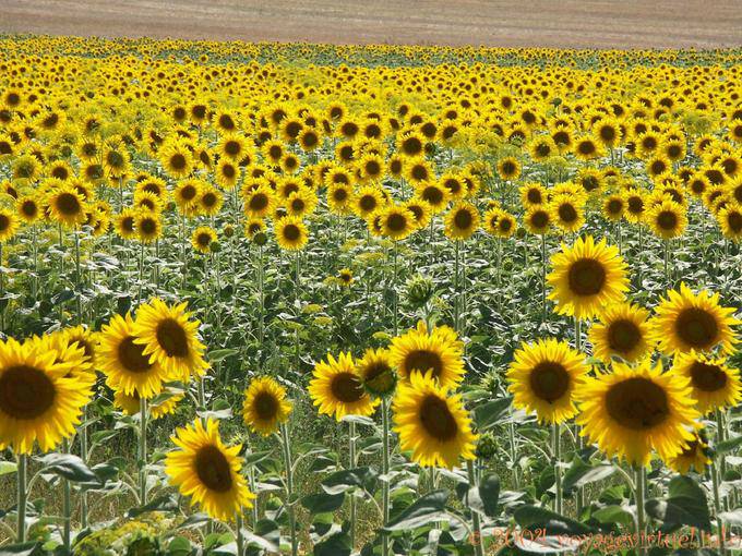 Girasoles flores - España