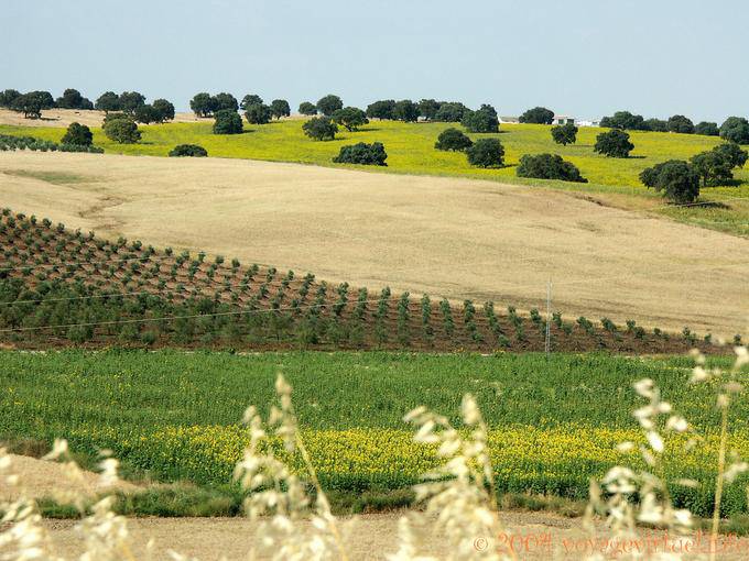 Belleza rústica Grazalema - España