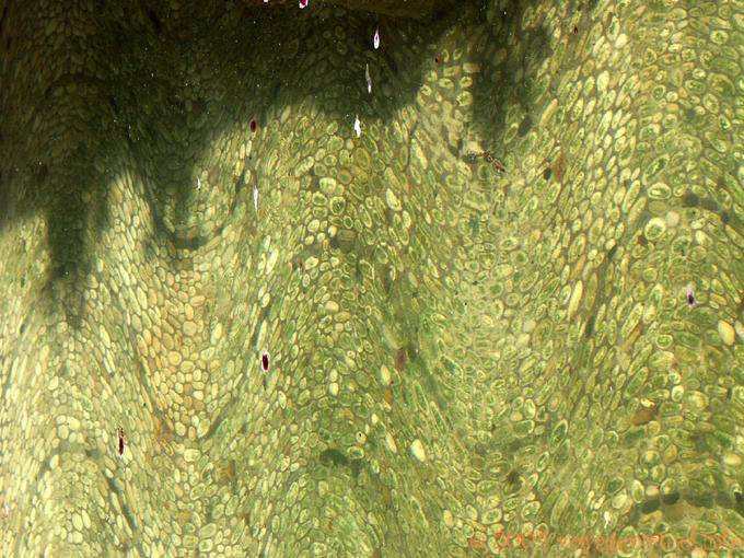 Fontaine ondulantes Judería Córdoba - España, Andalucia