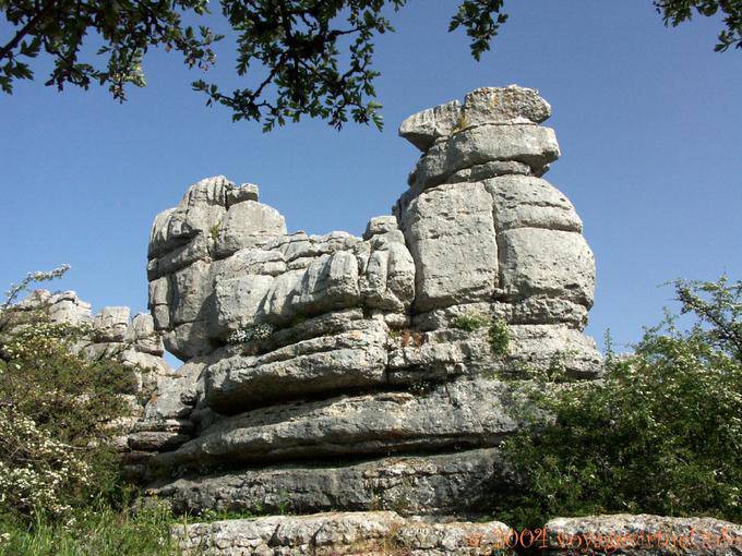 Coq roca caliza, Torcal de Antequera - España, Andalucia