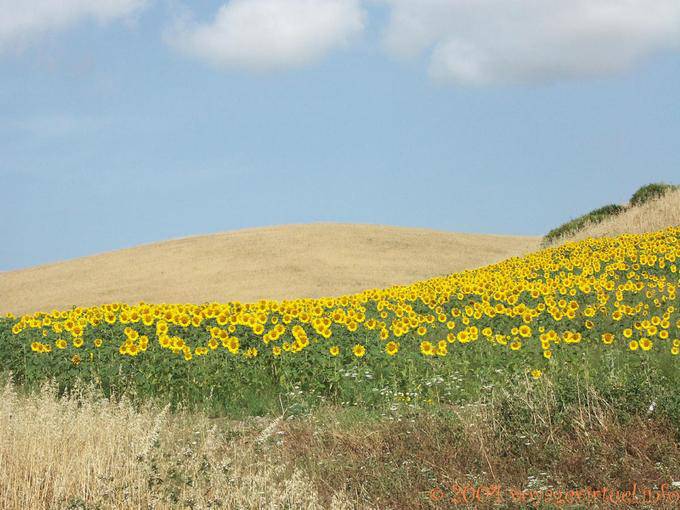 Campo de girasoles, Vejer de la Frontera - España