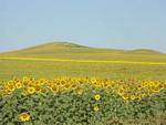 Girasoles, Carmona, España.