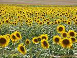 Girasoles flores, España.