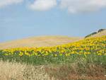Campo de girasoles, Vejer de la Frontera, España.