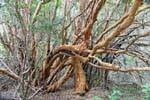 Arrayanes árboles, Bariloche, Argentina.