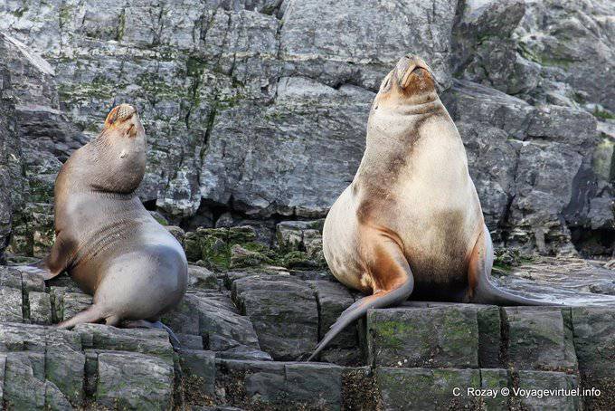 Leones marinos (Otaria flavescens), Ushuaia - Argentina