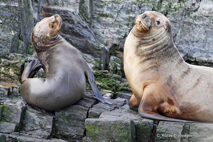 Los leones marinos de la Patagonia, Ushuaia - Argentina