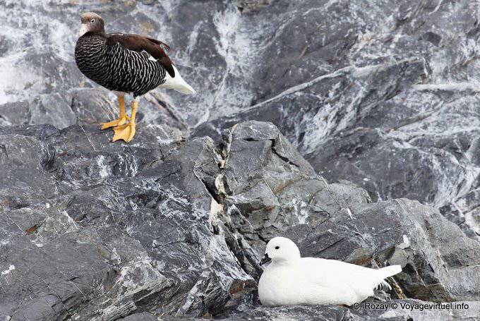 Pareja gansos marinos (Chloephaga hybrida), Ushuaia - Argentina