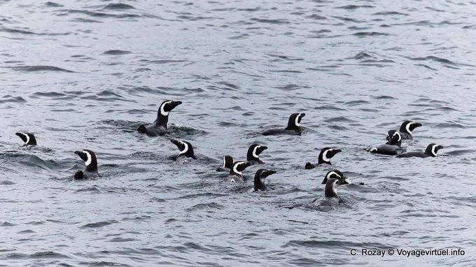 Magallanes Pingüino de la natación en (Spheniscus magellanicus), Ushuaia - Argentina