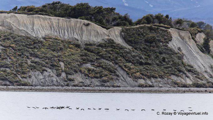 Cormoranes volando delante de un acantilado, Ushuaia - Argentina