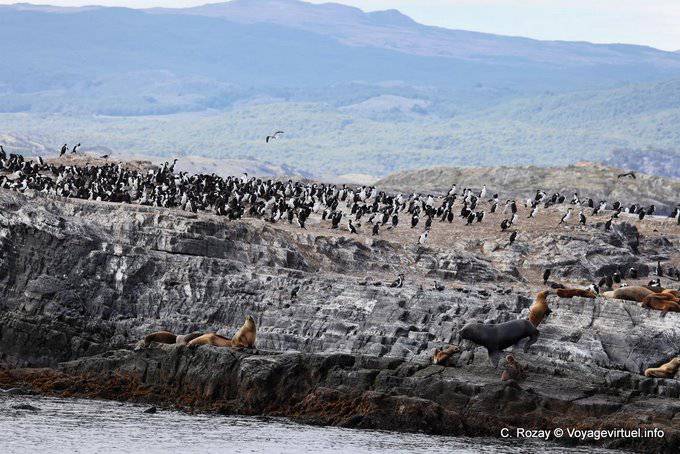 Isla habitada por los cormoranes y lobos marinos, Beagle, Ushuaia - Argentina